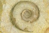 Jurassic Ammonite (Stephanoceras) Fossil - England #171244-1